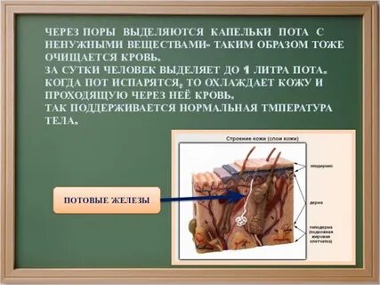 Смазывают и смягчают кожу выделения