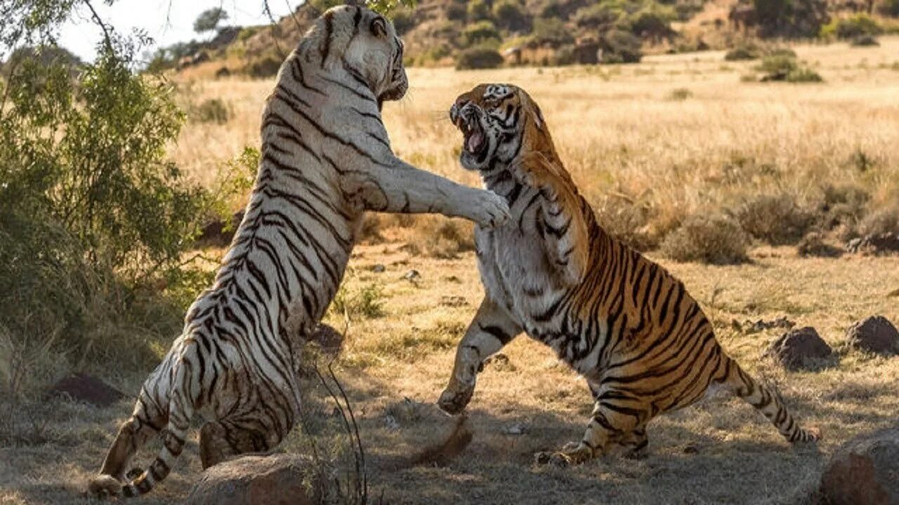 Амурский тигр против. Тигры дерутся. Драка тигров. Тигр атакует. Амурские тигры дерутся.