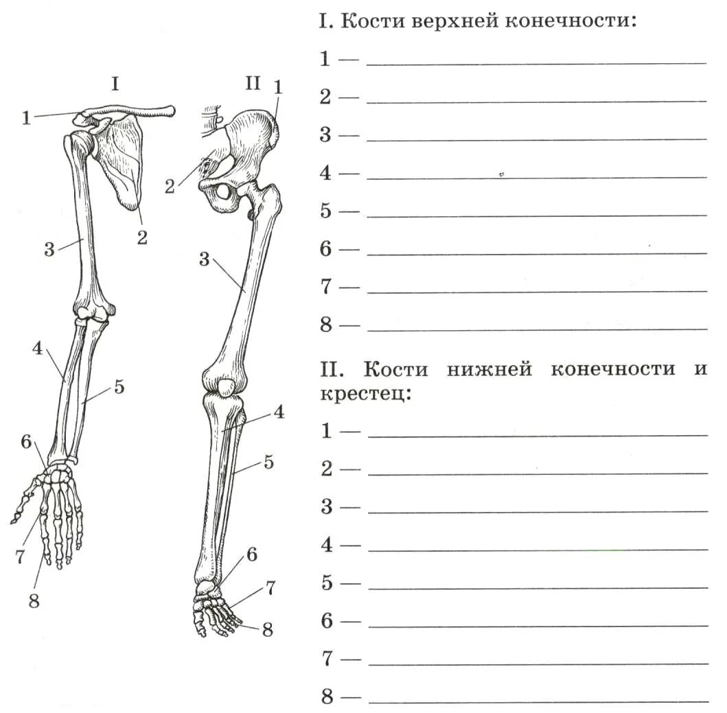 Проверочная работа по биологии 8 класс строение скелета человека. Строение скелета карточка. Скелет человека схема. Скелет верхней конечности.