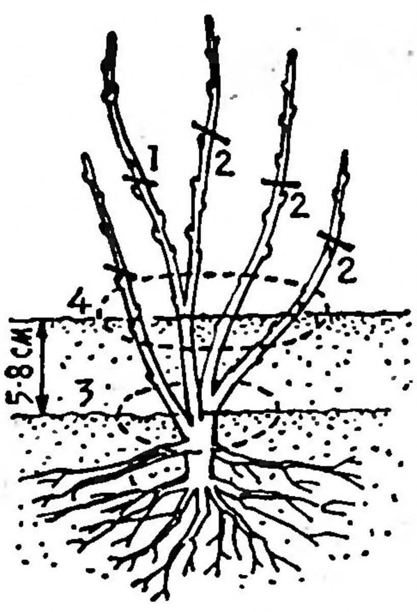 Высадка смородины. Жимолость корневая шейка. Корневая система черной смородины. Посадка смородины весной. Корни красной смородины.