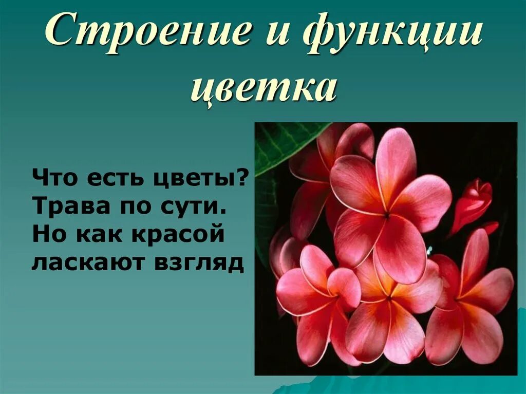 Цветок функции кратко. Функции цветка. Функции цветка функции цветка. Цветок строение и функции. Функция цветок фото.