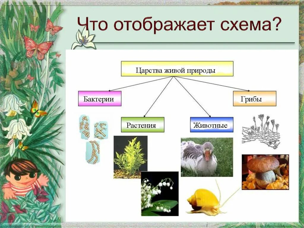 Царства живой природы схема 5 класс. Царство живой природы классификация схема. Царство растений и царство животных. Группы растений и животных. Сколько на земле существует царств