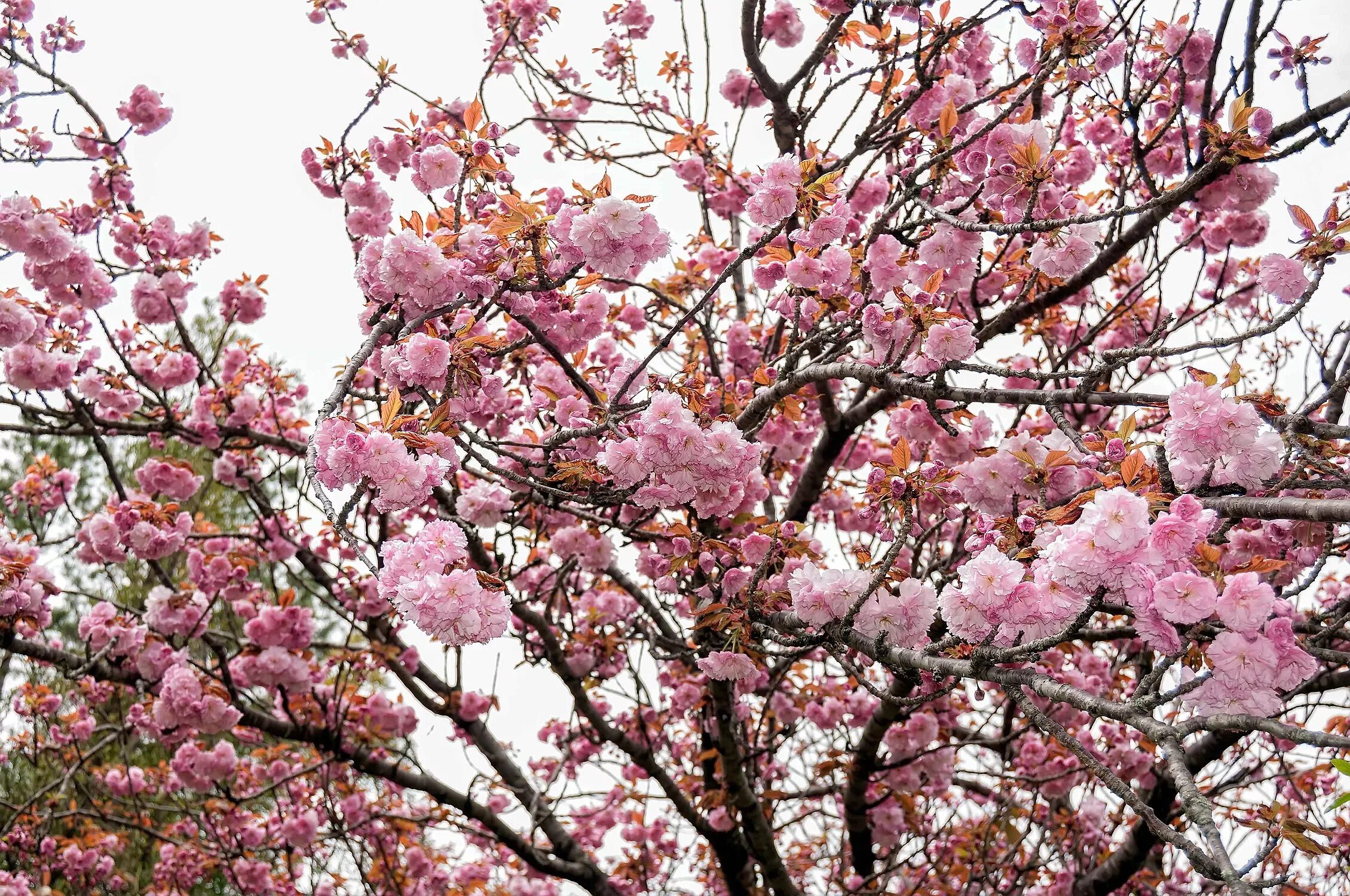 цветение сакуры в сочи. сакура в сочи. сакура в дендрарии сочи. сочи сакура цветет. цветение сакуры в дендрарии сочи.