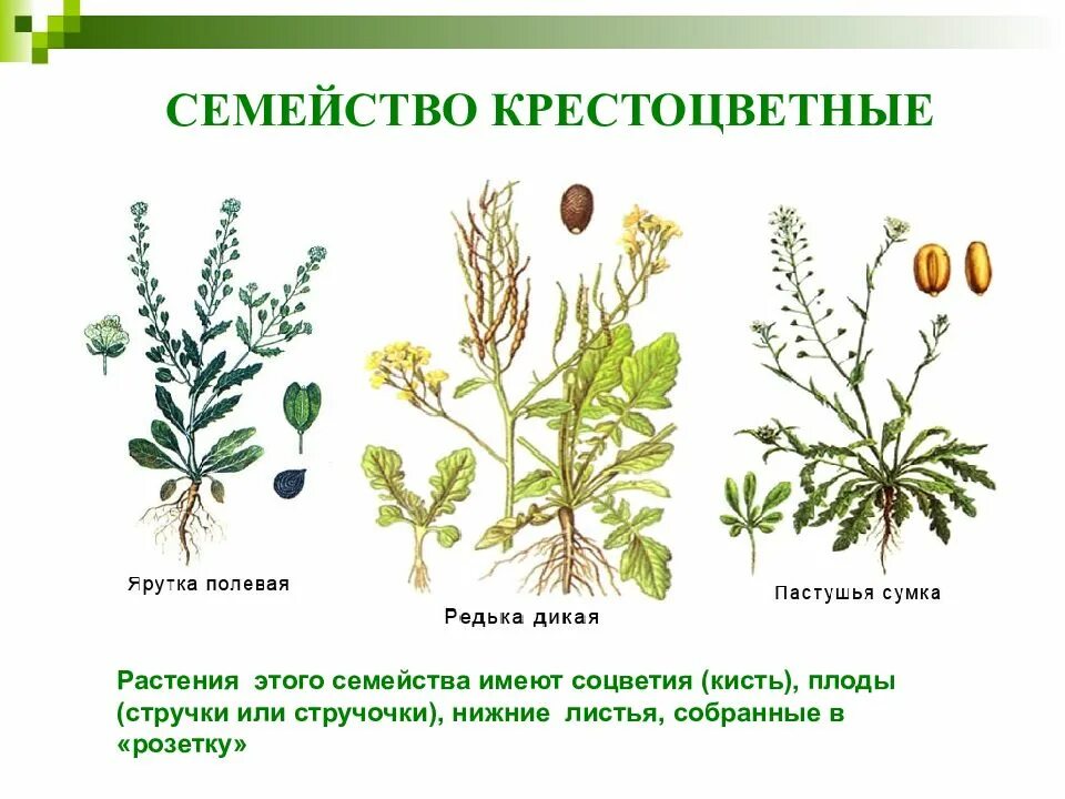 Внешнее строение травянистого цветкового растения редька дикая. Семейство капустные плод. крестоцветные капустные плод. дикие крестоцветные растения. крестоцветные дикорос.