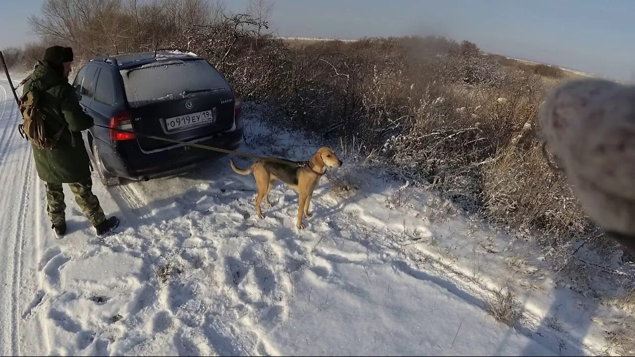 Показать видео охота. Русская гончая охота на зайца. Охота с гончими на зайца 2019. Охота с гончей на зайца 2018. Охота на зайца зимой с гончими.