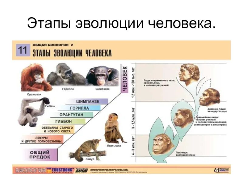 Презентация этапы эволюции человека 9 класс пономарева. Стадии формирования человека. Этапы этапы происхождения человека. Этапы развития человека история. Стадии развития человека история 5 класс.