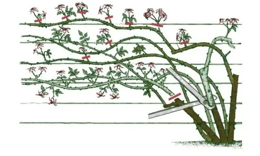 Обрезают ли плетистую розу весной. Формировка плетистой розы. Формировка куста плетистой розы. Подвязка плетистой розы.