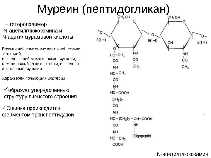 Структура пептидогликана (муреина). Муреин строение функции. Формула и строение муреина. Мономер муреина.