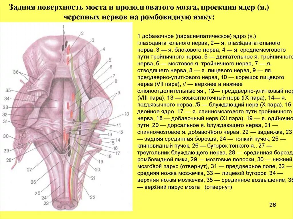 Ядра черепных нервов ствола мозга. 4 Желудочек топография ядер. Проекция ядер на ромбовидную ямку. Ромбовидная ямка мозга. Ядра черепных нервов в стволе головного мозга.