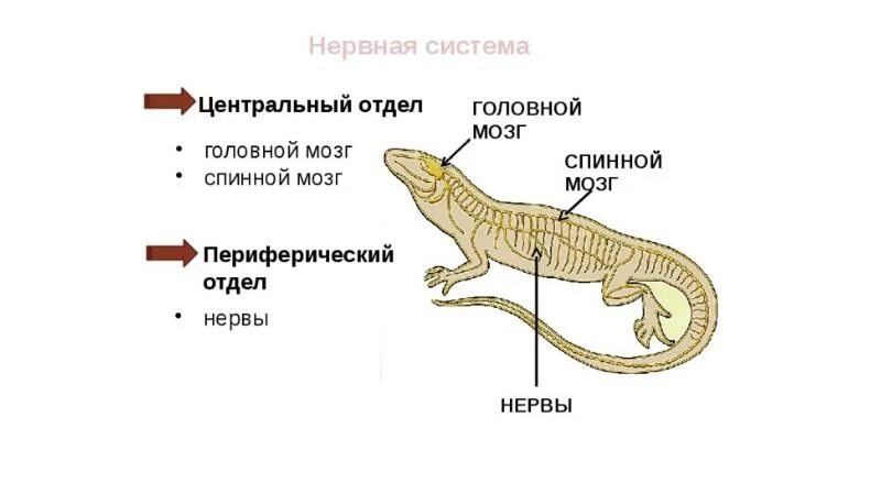 Пресмыкающиеся рептилии нервная система. Схема строения нервной системы пресмыкающихся. Нервная система пресмыкающихся таблица. Нервная система рептилий схема.