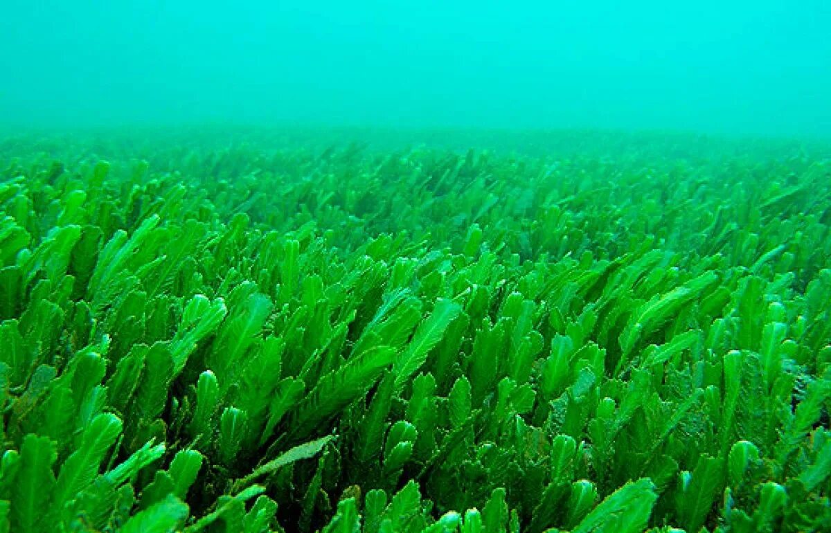 Зеленые водоросли Chlorophyta