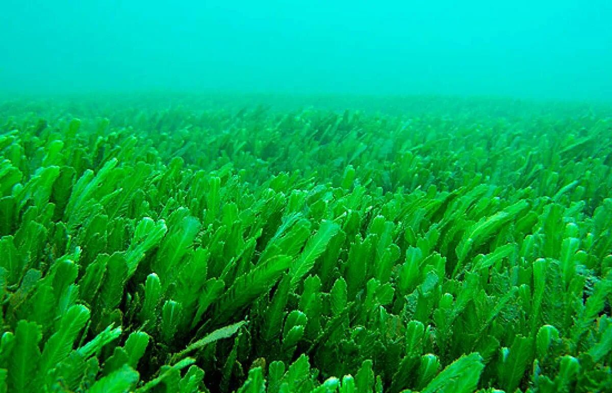 Росток водоросли. Зеленые водоросли Chlorophyta. Перидиниевые водоросли. Морские водоросли спирулина. Зеленая водоросль спирулина.