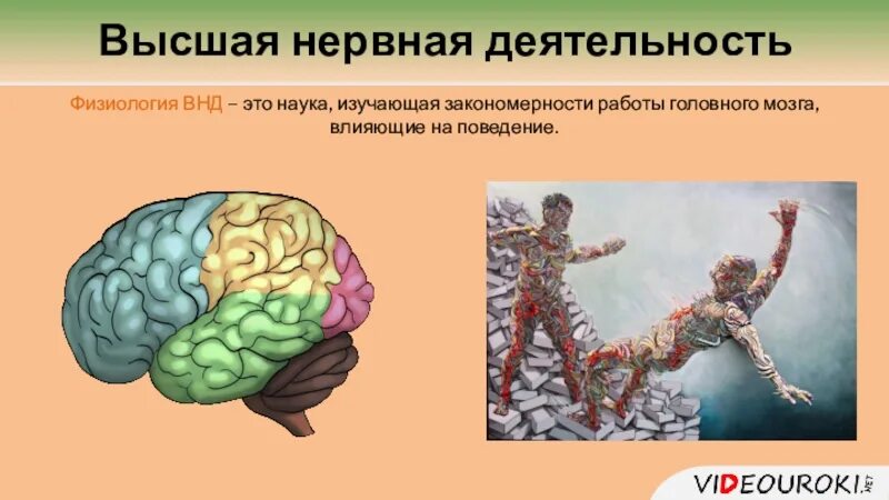 Высшая нервная деятельность человека. Высшая нервная деятельность физиология. Высшая нервная деятельность мозг. Высшая нервная деятельность это деятельность. Высшая нервная деятельность человека основа