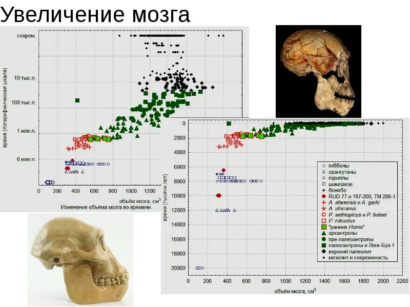 Размер мозга увеличивается. Увеличить объем мозга. Объем мозга. Развития мозга объем мозга архантропы.