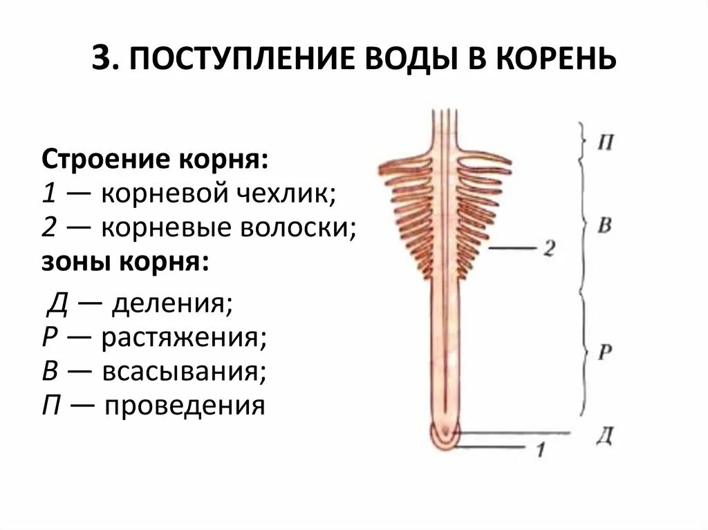 Какая зона корня обеспечивает поглощение воды. Поступление воды в корень. Механизм поступления воды в корень. Механизм поступления воды в корневые волоски. Строение корневого волоска.