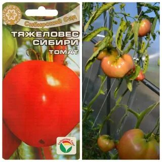 Описание сорта томатов тяжеловес сибири