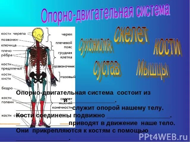 Прикрепляются к костям скелета с помощью