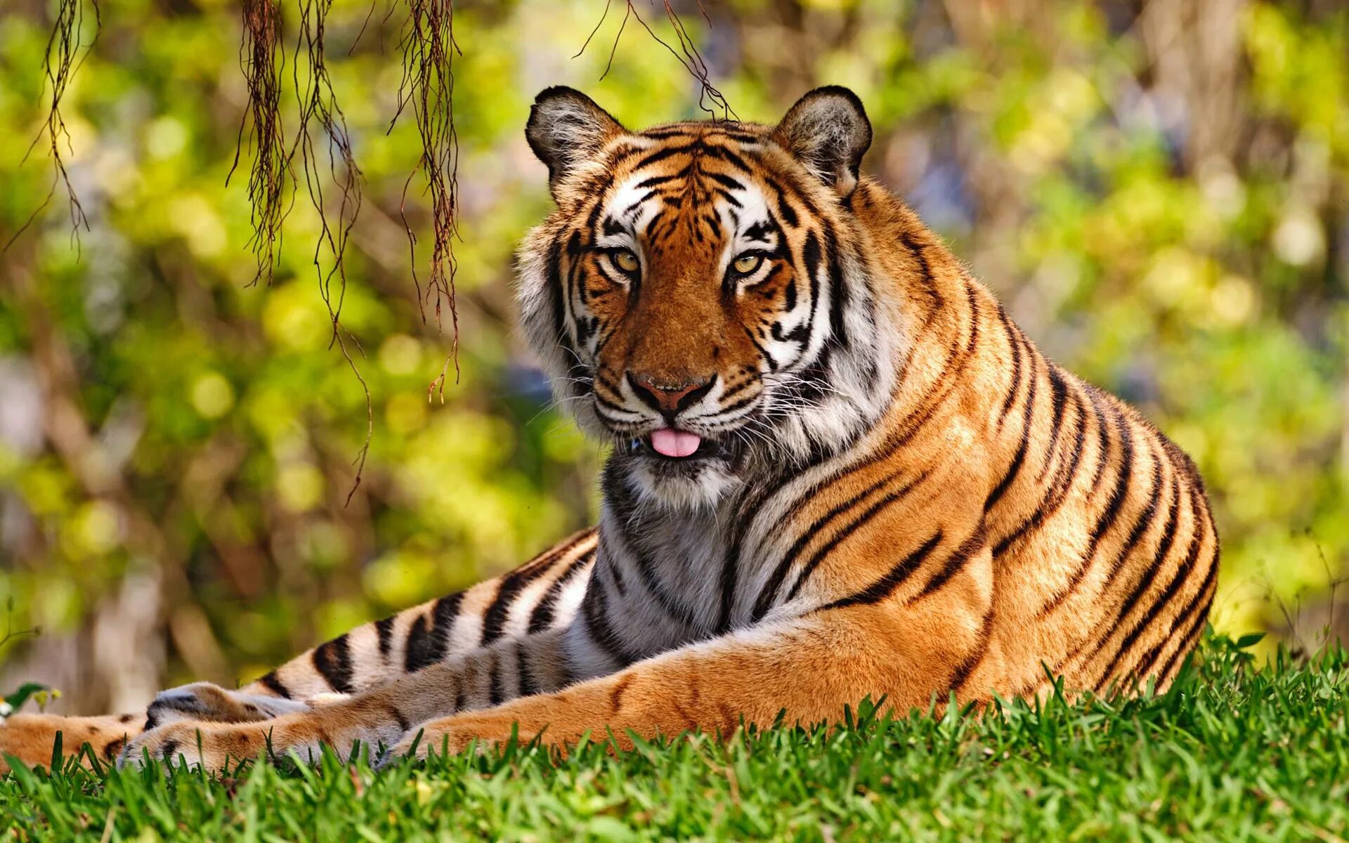 Тайгер тигр. Уссурийский тигр. Тигр 3. Амурский тигр фото. Тигровый картинка