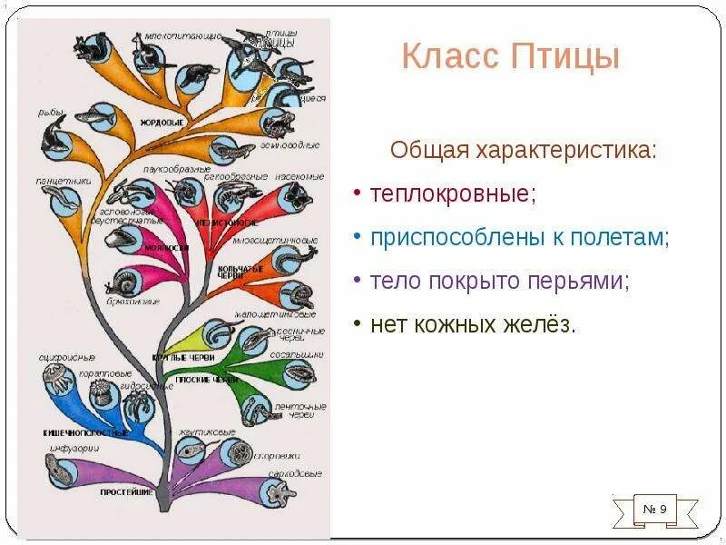 Что общего в организации птиц. Общая характеристика птиц биология. Класс птицы общая характеристика. Основная характеристика птиц. Характеристика класса птицы.