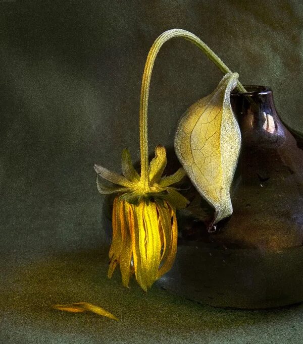 Увядший цветок Шариф Камал. Увядший желтый Лютик. Увядающий цветок. Цветок завял.