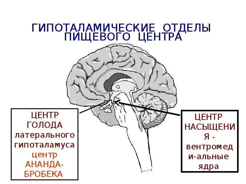 Гипоталамус и голод. Гипоталамус пищевой центр. Отделы пищевого центра. Центр голода и насыщения. Гипоталамические ядра пищевого центра.