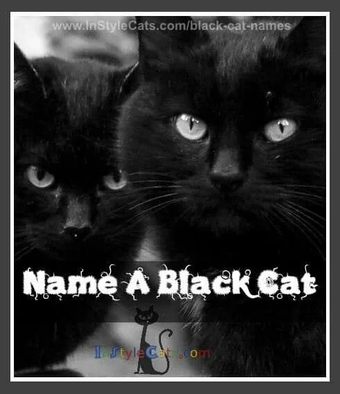 Имя для черно белого кота. Имена для чёрных котов. Кличка для черного кота. Имена для черных кошек. Клички для черных котов.
