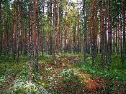 Санкт петербург какие леса