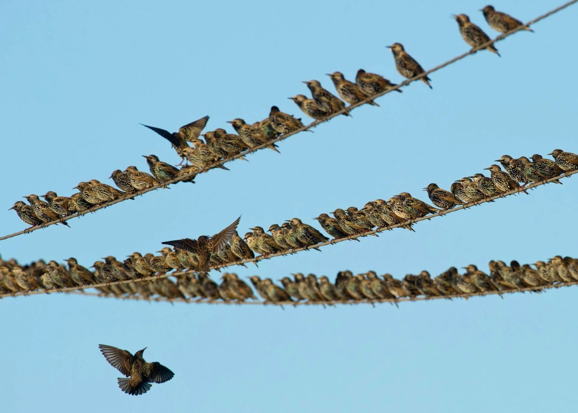 Собрались птицы в большие. Миграция Скворцов. Стая Скворцов. Ласточки улетают. Стайка птиц.