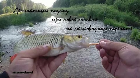 Где поймать голавля