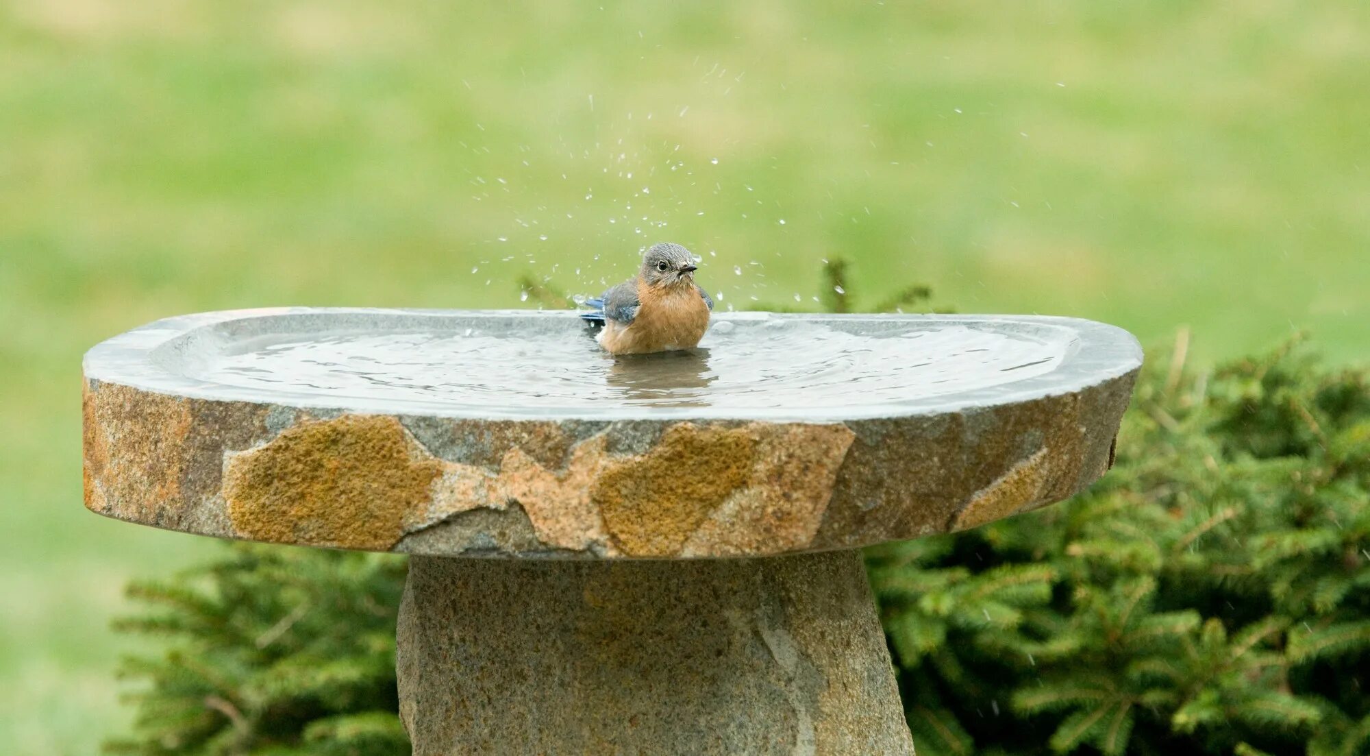 Stone birds. Bird Bath. Птичья ванна "цветок". Birdbath Optics. Bird Bath Optics.