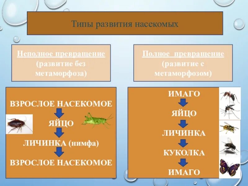 Тип развития насекомых с полным и неполным превращением. Биология 8 класс развитие с неполным превращением. Примеры насекомых с полным превращением и с неполным превращением. Стадии развития с полным и неполным превращением.