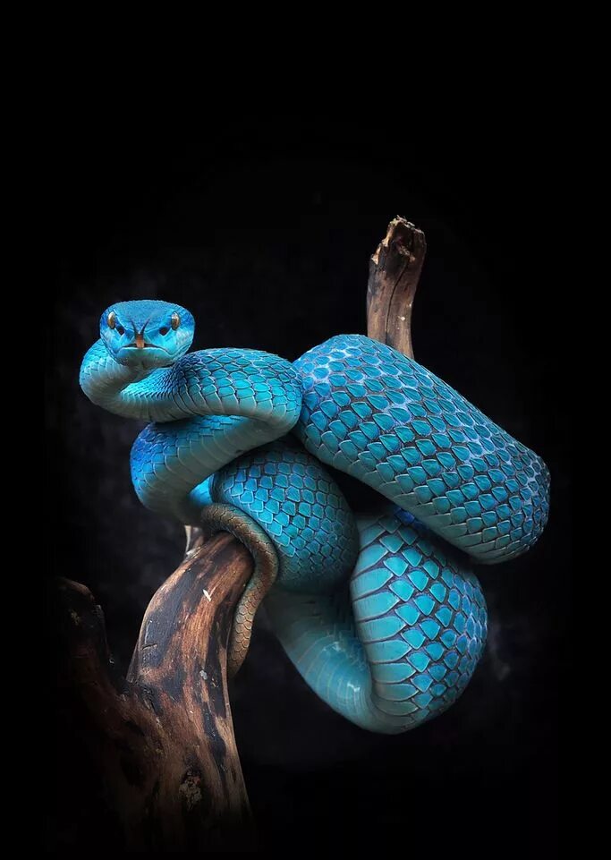 Про синюю змею. Голубая куфия. Белогубая куфия. Комодская куфия. Голубая комодская куфия змея.