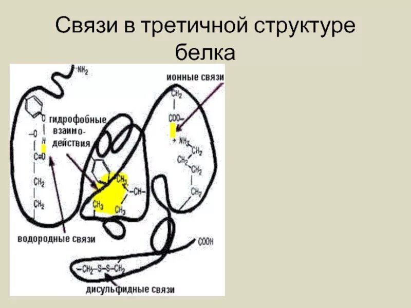 Гидрофобные связи в третичной структуре. Третичная структура белка связи. Связи в структурах белка. Гидрофобные связи в третичной структуре белка. Третичную структуру белка стабилизируют