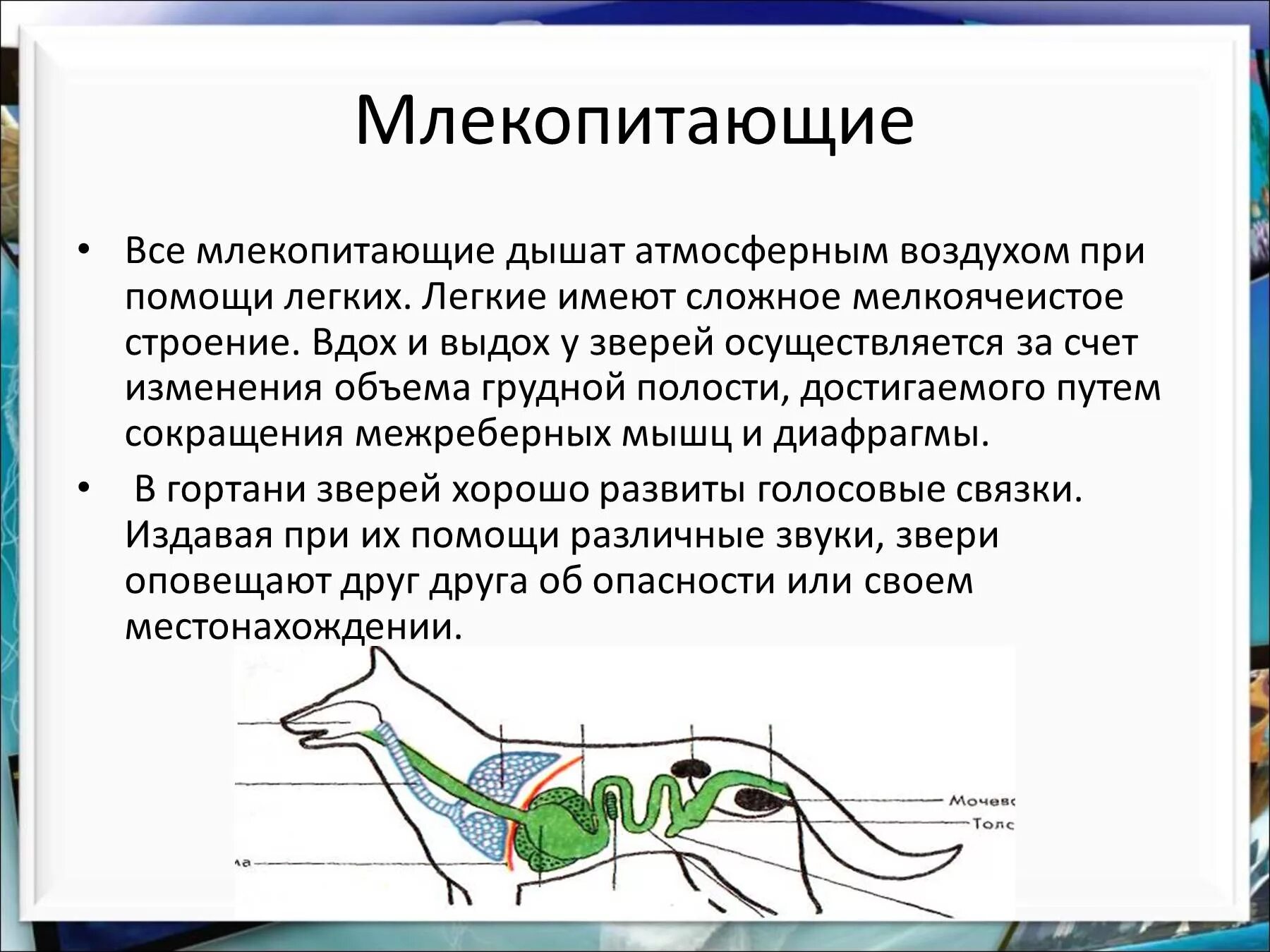 Млекопитающие презентация. Сообщение о млекопитающих. Млекопитающие презентация 7 класс. Млекопитающие презентация 7. Биология 7 класс информация