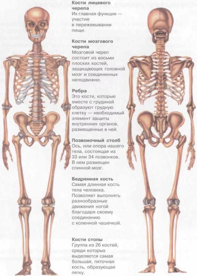 Костная система человека скелет. Строение костной системы. Атлас скелетной системы человека. Система костей человека скелет.