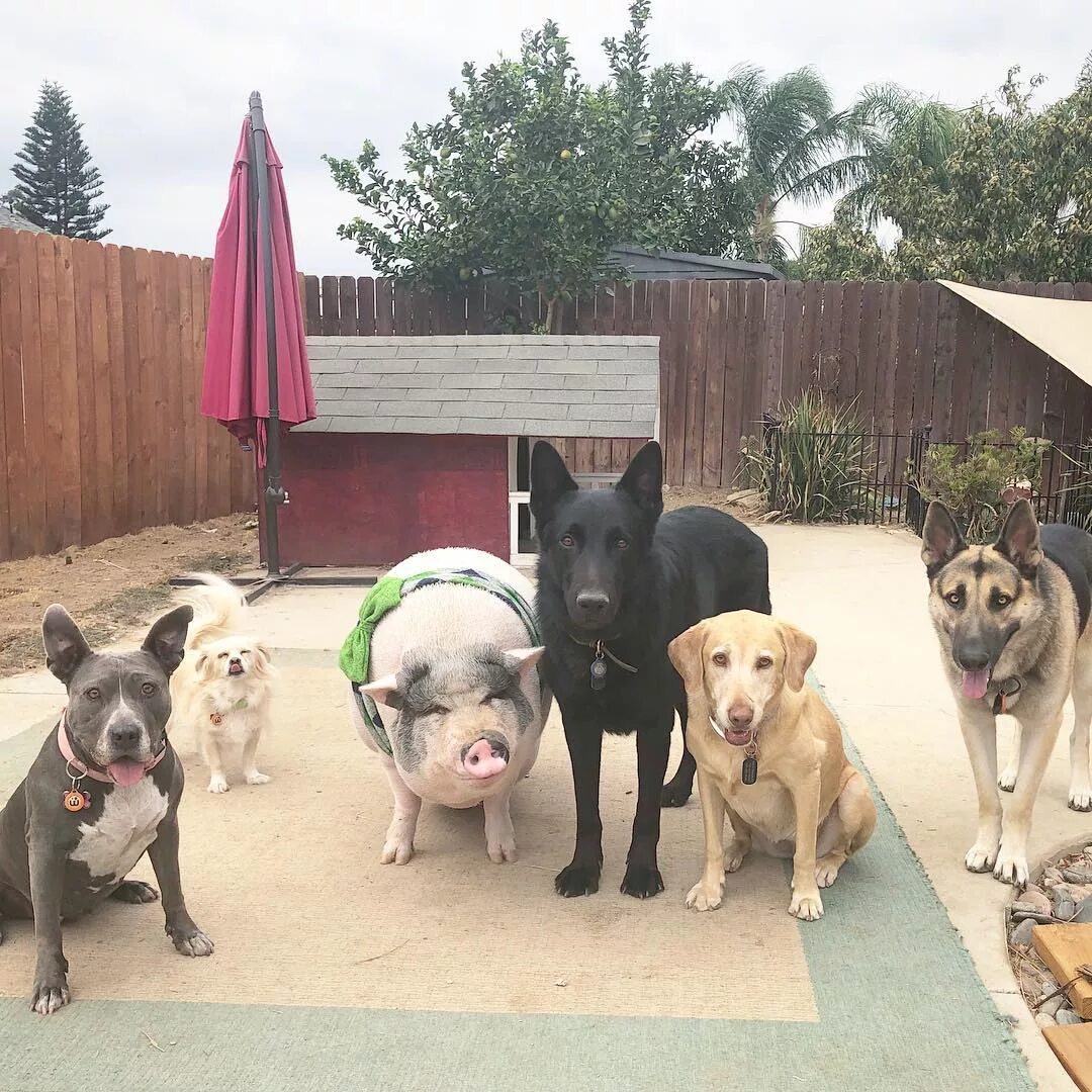 Пятеро собак. 5 щенков. Красивые щенки. Пятерка супергероев фильм 2013. 5 собак.