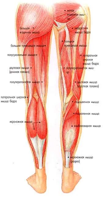 Сухожилие бедро задняя. Строение бедра мышцы связки сухожилия. Сухожилия задней поверхности бедра. Сухожилие на ноге. Мышцы и сухожилия задней поверхности бедра.