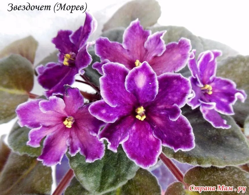 фиалка ват звездочет. фиалка звездочет 2. фиалка звездочет. фиалка звездочет морев. сорт фиалки звездочет.