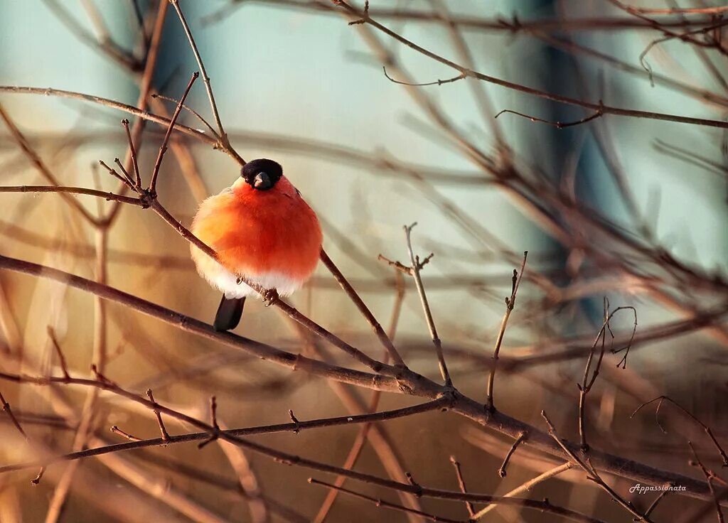 снегири песня. снегирь в калмыкии. пара снегирей. красногрудые зяблики. снегирь фото.