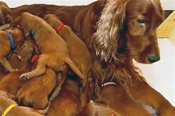 Эклампсия у собак после родов симптомы. Эклампсия у собак после родов. Послеродовая преэклампсия симптомы. Эклампсия у беременных животных. Эклампсия у собак после родов симптомы.