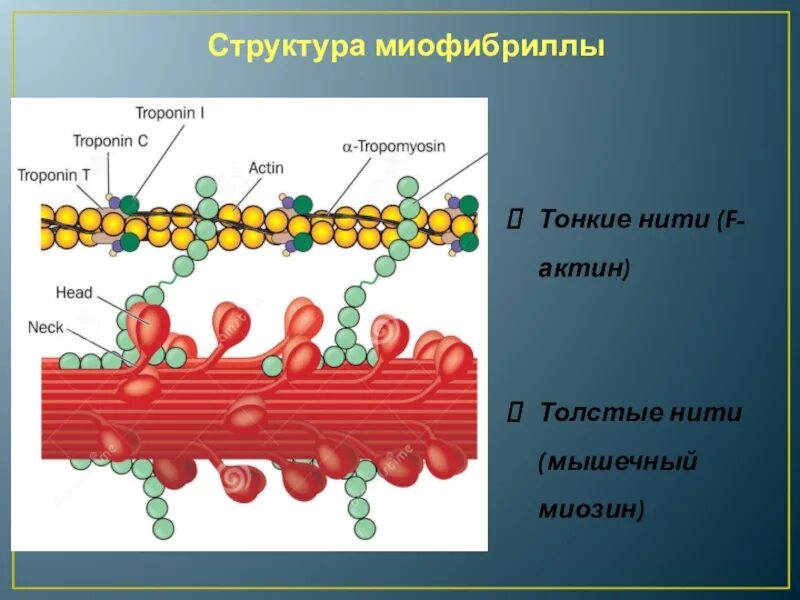 Нити актина. Структура актина и миозина. Миофибриллы актин миозин. Тонкие нити миофибрилл. Структура миофибриллы.