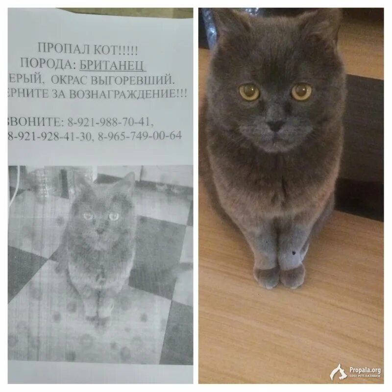 Потерялся кот. Пропал кот. пропал британский кот. потерялся кот британец. британский кот потерялся.
