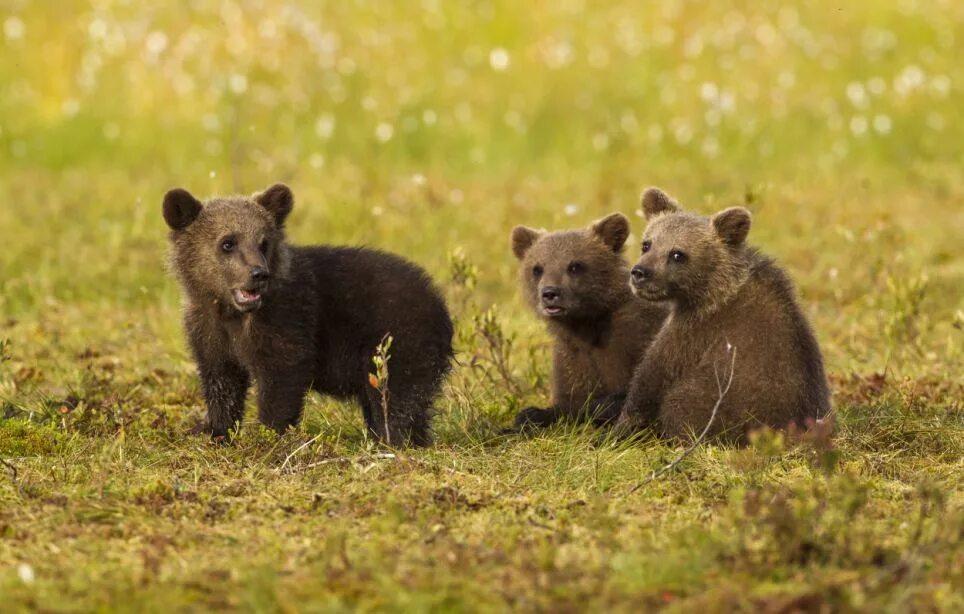 Фотографии 3 медведей. Маленький бурый Медвежонок. Детеныш медведя. Детеныш бурого медведя. Медвежата фото.