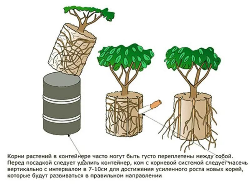 4 как усилить доступ воздуха к корням. Закрытая корневая система саженцы что это. Закрытая корневая система (ЗКС) дерева. Растения с открытой корневой системой (ЗКС). Открытая и закрытая корневые системы саженцев.