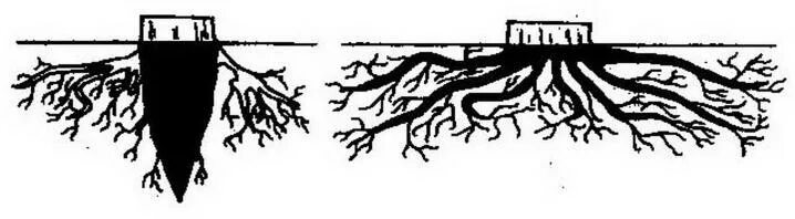 Тип корневой системы сосны обыкновенной. Сосна и ель корневая система. Корневая система хвои. Корневая система хвои. Корневая система сосны обыкновенной.