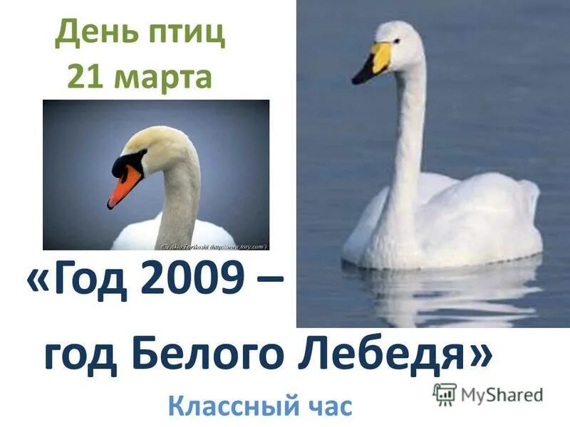 Птица 21 года. День птиц гуси. Белый лебедь серому гусю не товарищ. Лебедь белый Япония.