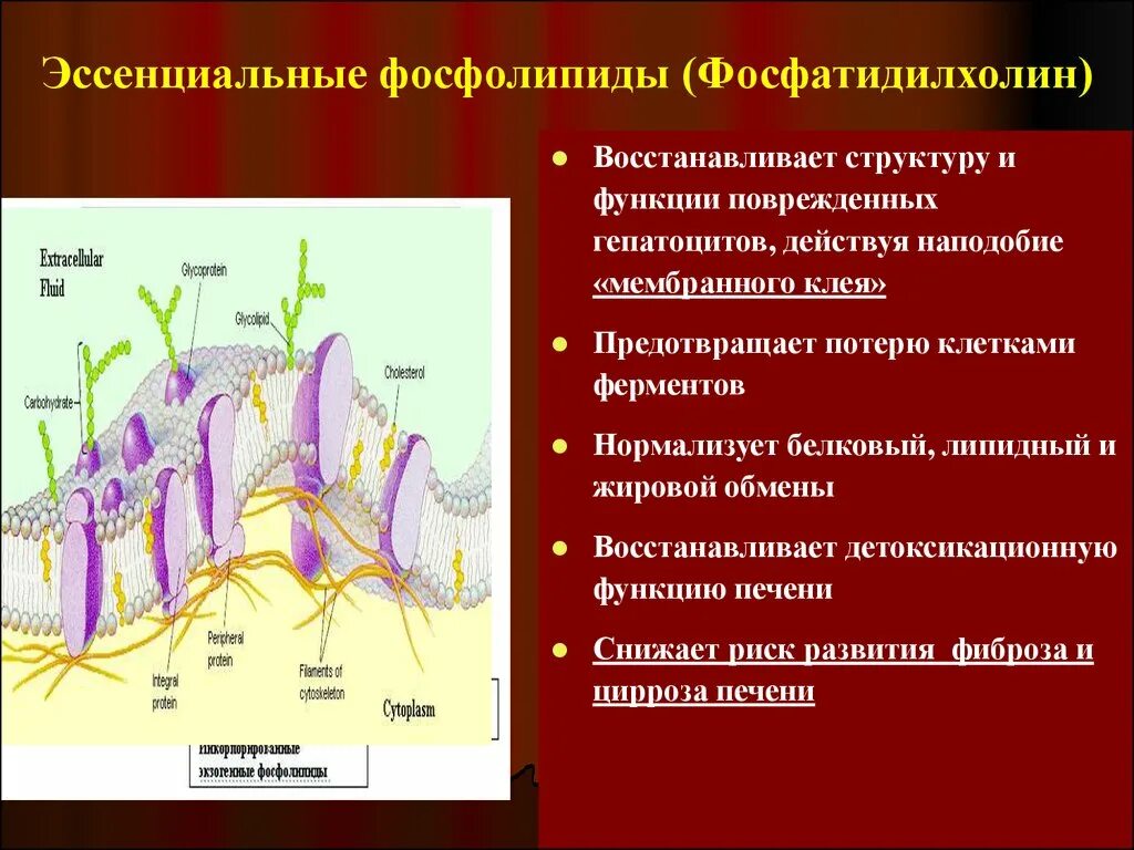 Эссенциальные фосфолипиды препараты. Эссенциальный фосполиды. ЭС енциальные фосфолипиды. Эссенциальные фосфолипиды инструкция. Фосфолиплюс применение