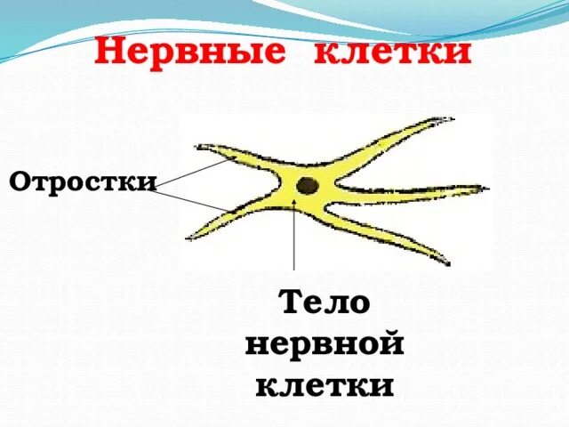 Отростки нейрона. Центробежный и центростремительный нейрон. Отросток нервной клетки. Короткий отросток нервной клетки. Нервный отросток 5.