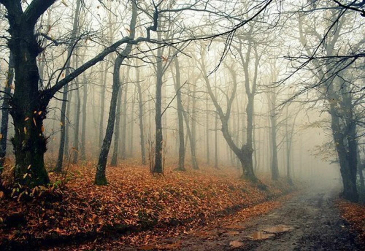 Холодная осенняя пора. Мрачный сентябрь. самая холодная осень. late autumn bare trees.