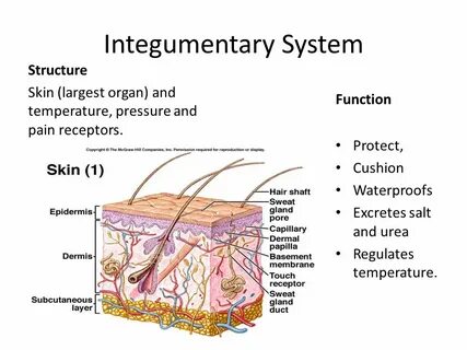 Skin systems